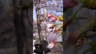 Начало цветение Сакуры в Йокогама 