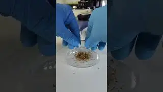 СИГАРЕТА \ ТАБАК ПОД МИКРОСКОПОМ