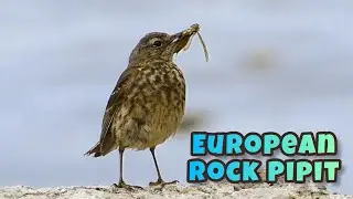 European Rock Pipit at Lizard Point, Cornwall