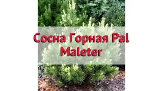Сосна горная (pal maleter) 🌿 Обзор: посадка и уход. крупномеры сосны : описание и особенности