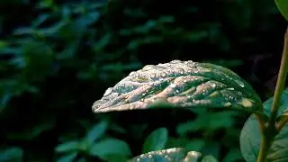 CINEMATIC ALAM | Sinematik pagi cerah | Estetik alam | Nature cinematic video