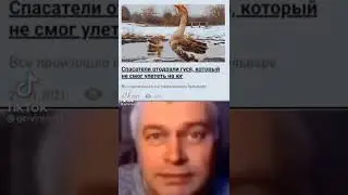 Спасатели отодрали гуся, который не смог улететь, всё произошло на оживлёнеом бульваре! (Тикток мем)