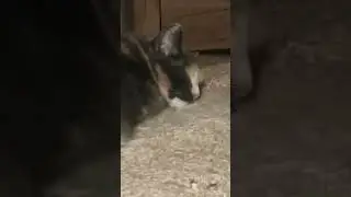 Вечер  ❤🐱❤🐱❤🐱❤🐱❤🐱Кошки