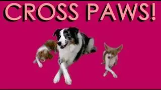 Dog Trick Tutorial: Cross your paws