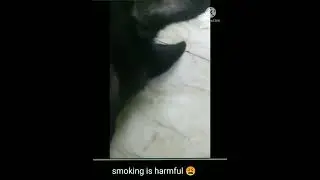 my dog is smoking 😩