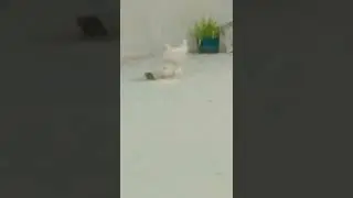 short video