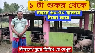 ১৭ বছর যাবৎ শুকর পালন করে আসছে।।শুকর পালন পদ্ধতি।।Pig Farm in India.pig/pork farming