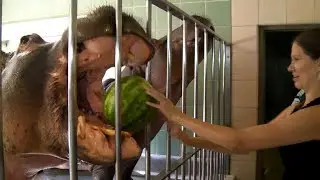 Behind the scenes with Hippos! (compilation)