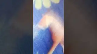 Патирял ся пётр