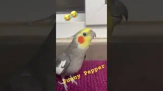 Funny sounds from Pepper 😂😂 Hilarious to watch his #chirpychatter #birds