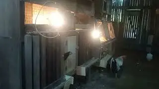 SENANGNYA MERAWAT ANAK AYAM || SEMAKIN BERKEMBANG