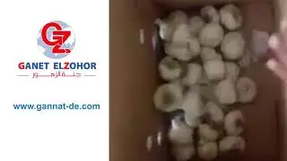 Fresh Garlic Ganet El Zohor Co. For Trade