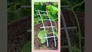 Из горшка - в бочку! Полёт нормальный. Огурчик сорт Домашнее чудо