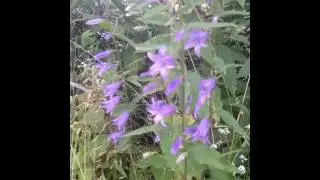 Колокольчик дикий