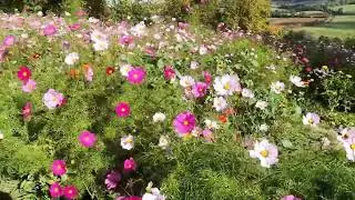 fleurs de la gévriniere