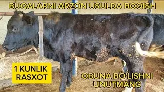 JAYDARI BUQALARNI ARZON USULDA BOQISH ,1 KUNLIK RASXOT