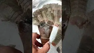 Monster Udang Kipas