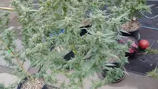 Outdoor grow: Big Bud. Slip & fall, Part 2