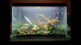 Aquascaping for the beginner ! Very helpful for first time aquascapers