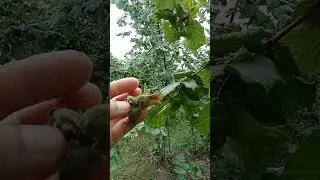 kahverengi kokarca ilacı attiramadim bahçenin son hali asıl sıkıntı temmuzda