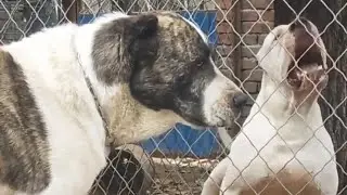 Dogo Argentino And Alabai (Supreme Dogs In The World)