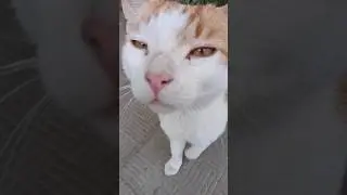 Вот такого голодного встретили 