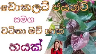 🌱🌿💐කට් කරන්න පුළුවන් මව් ශාක හයක්ම.. පුදුමයි නේද... 🫣🫣😍🙂