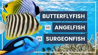 Distinguishing Butterflyfish, Angelfish, and Surgeonfish
