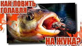 How to catch chub with a beetle?