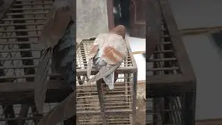 PIYIK SALAH PERGAULAN 🤣