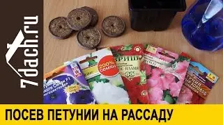 Как посеять петунию на рассаду - 7 дач