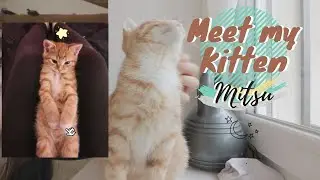 Meet Mitsu (my kitten) + Answering question about HIRO (my dog)