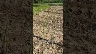 Швейцарская кукуруза #жизньвшвейцарии