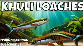 Exquisite Kuhli Loach Fishes Thriving in a Planted Aquarium
