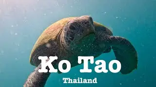 Koh Tao, 2024, Thailand, swim with turtles, longtail boat around the island, Shark island, Shark Bay