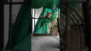 ORANGE KITTEN BEHAVIOR, NOT INTERESTED TO PLAY TODAY, ANYWAY, NO PROBLEM. 😅😅