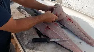 TROLLING 18 KNOTS for These Fish! Sushi For Days! [Full Fishing Report]