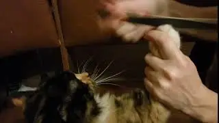 маникюр даши