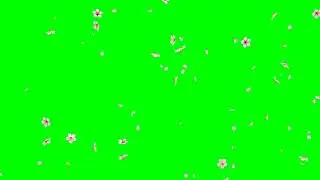 Falling Cherry Blossom Petals No.6 with Flowers HD Animation - green screen effect & overlay