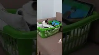 kırmızı balık videosunu izleyen tatlı kedi😃😃