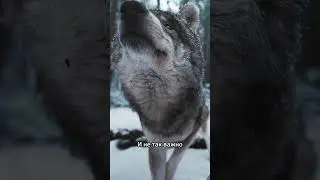 Волк - тотемное животное 12 генного ключа. Дар проницательность.