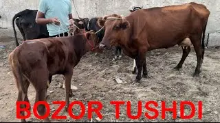 Buxoro Olot mol bozori ona bola sigir narxlari 03.08.2024