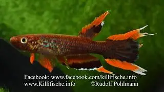Aphyosemion australe