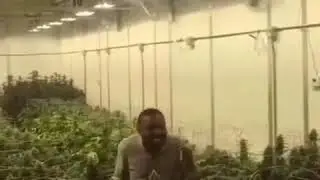 Негр и марихуана