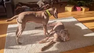 Two Weimaraners cuddling and playing