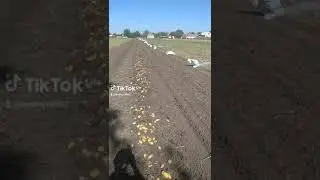 как быстро выкопать картошку.