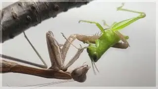 Louva-a-deus predando um gafanhoto (completo)