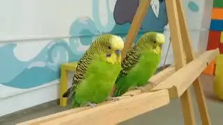 Попугаи в фокусе. Parrots in focus.