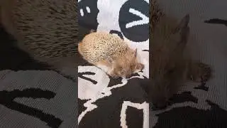 Посмотрите на спящего ёжика ^ ^