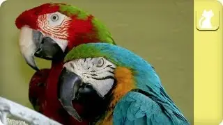 Inseparable and Handicapped Parrots - Unadoptables